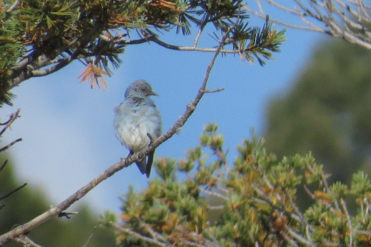 Mountain Bluebird - ML194317761