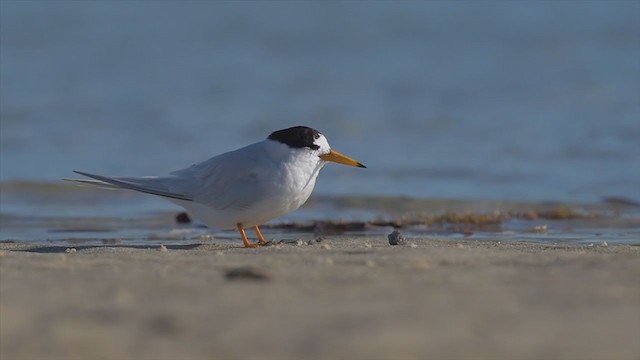 Австралийская крачка - ML194318091