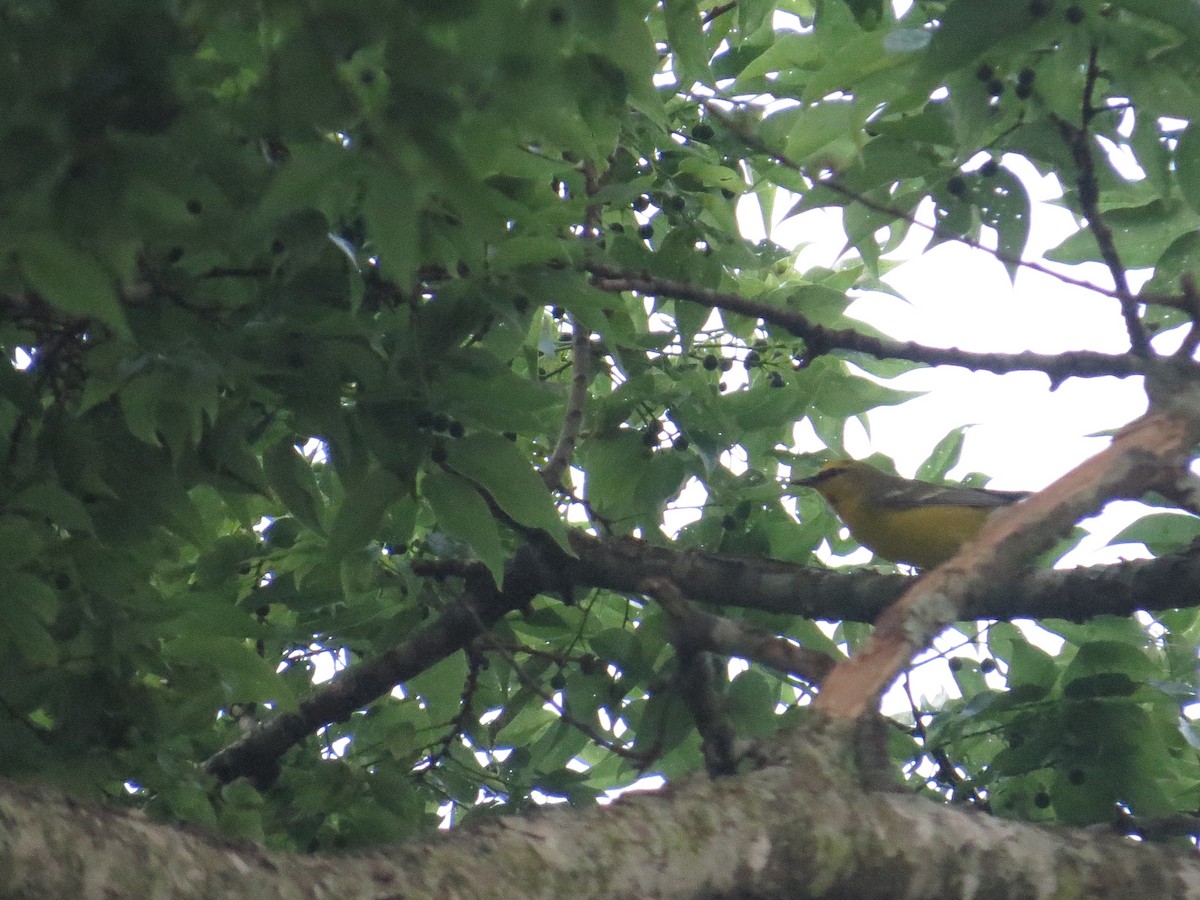Blue-winged Warbler - ML194318761