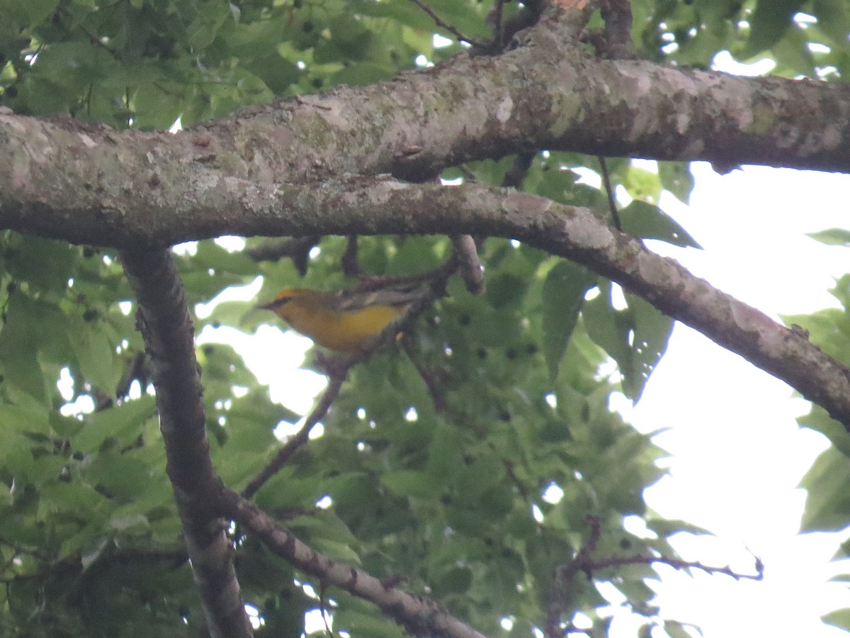 Blue-winged Warbler - ML194318791