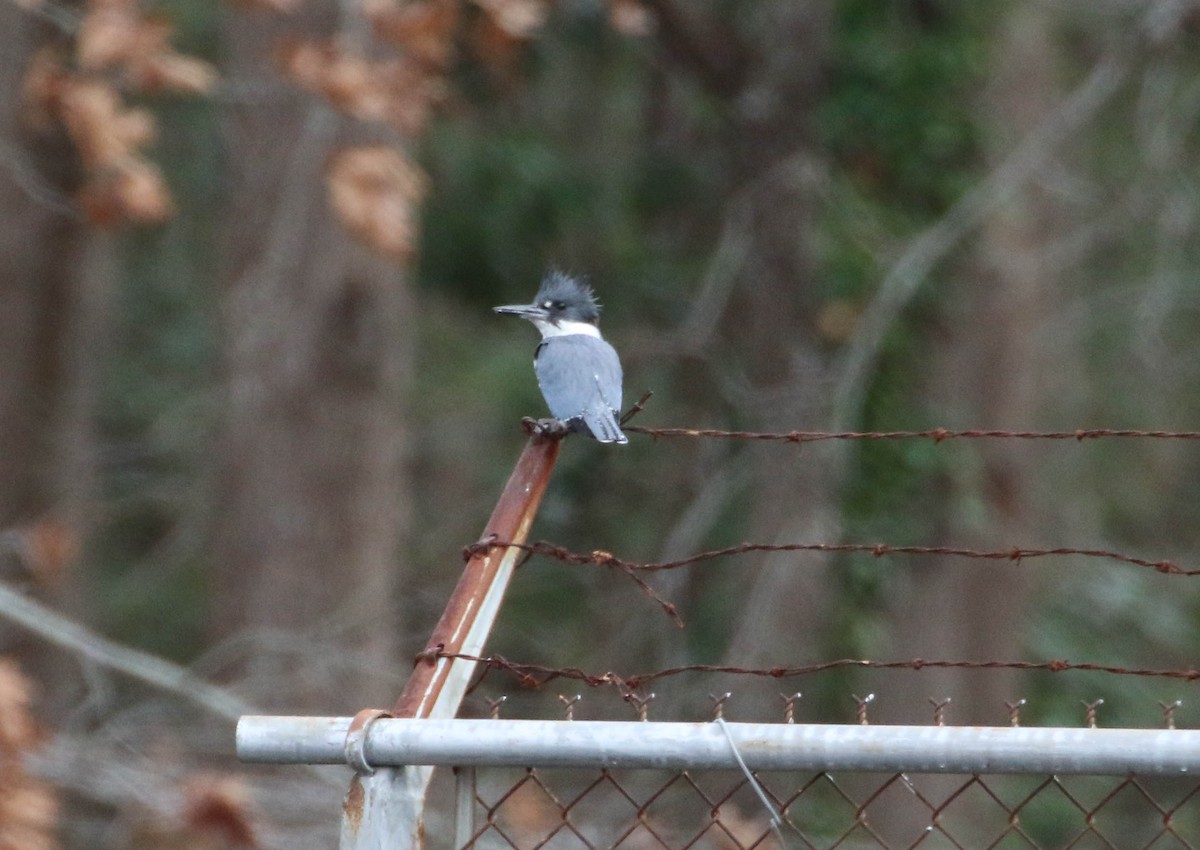 Belted Kingfisher - ML194318821