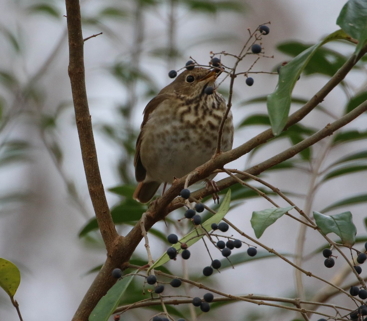 Hermit Thrush - ML194318921