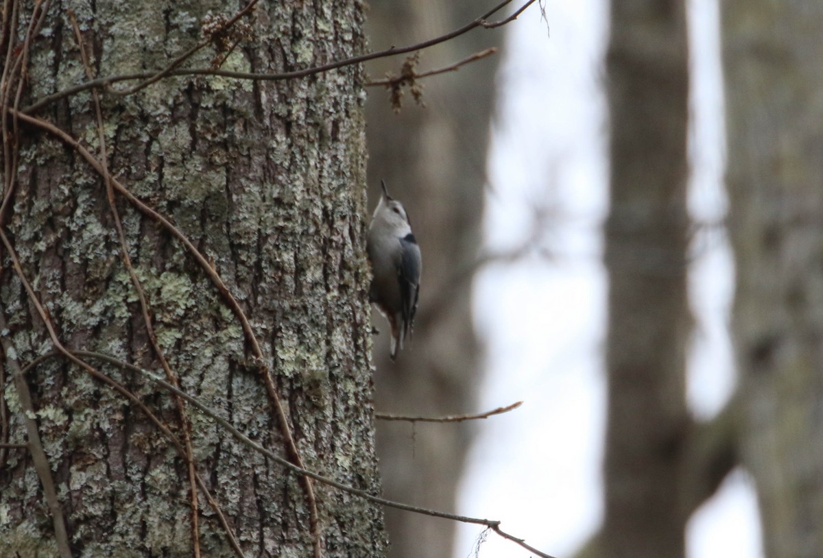 White-breasted Nuthatch - ML194318961