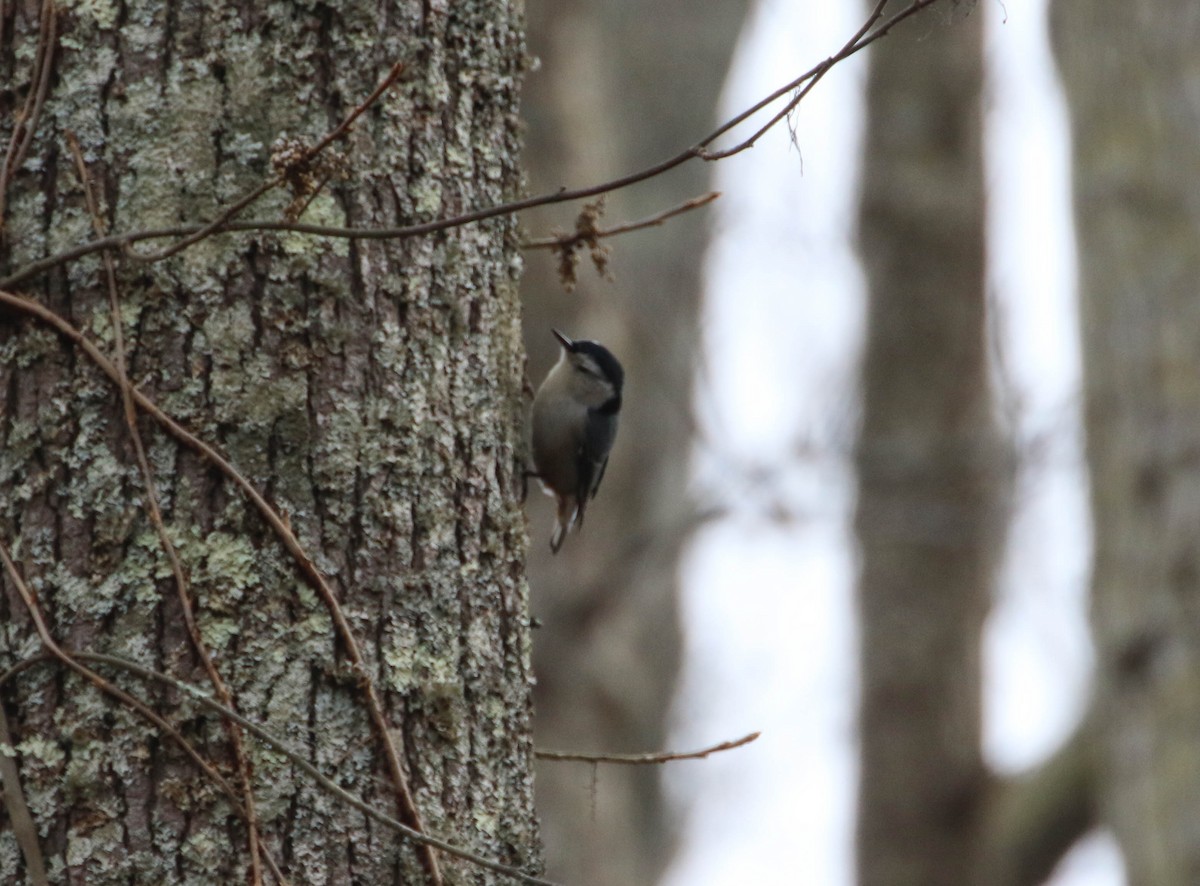 White-breasted Nuthatch - ML194318971
