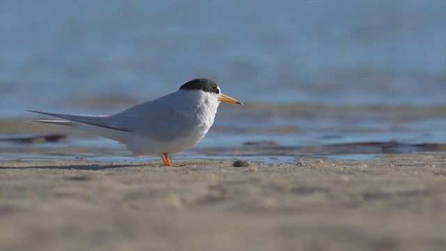 Австралийская крачка - ML194319001