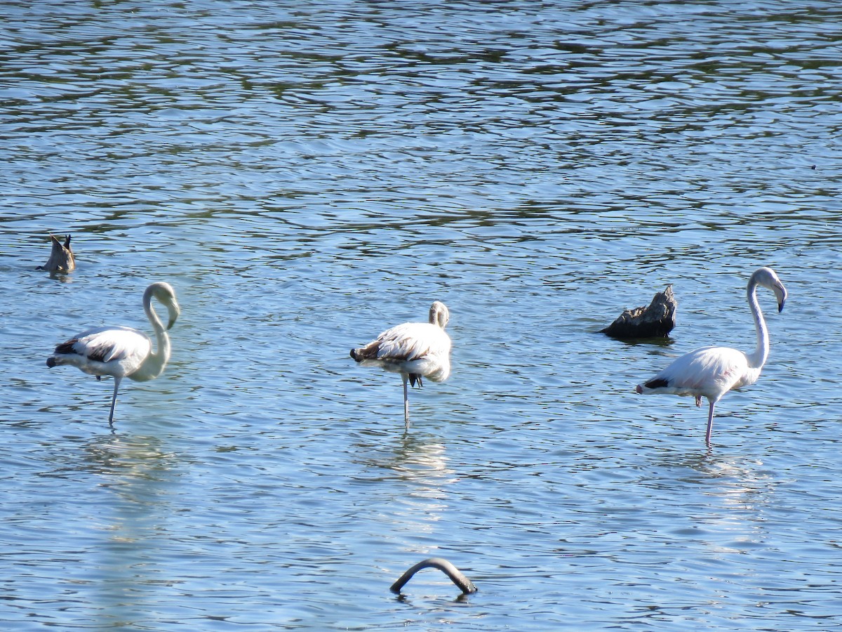 Greater Flamingo - ML194319141