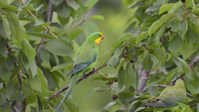 ミカヅキインコ - ML194320651