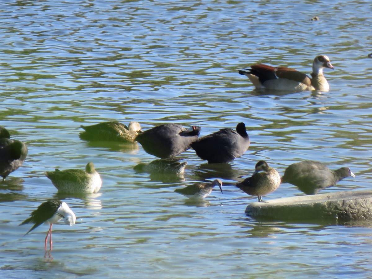 Egyptian Goose - ML194321101