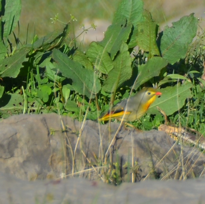 Red-billed Leiothrix - ML194321611