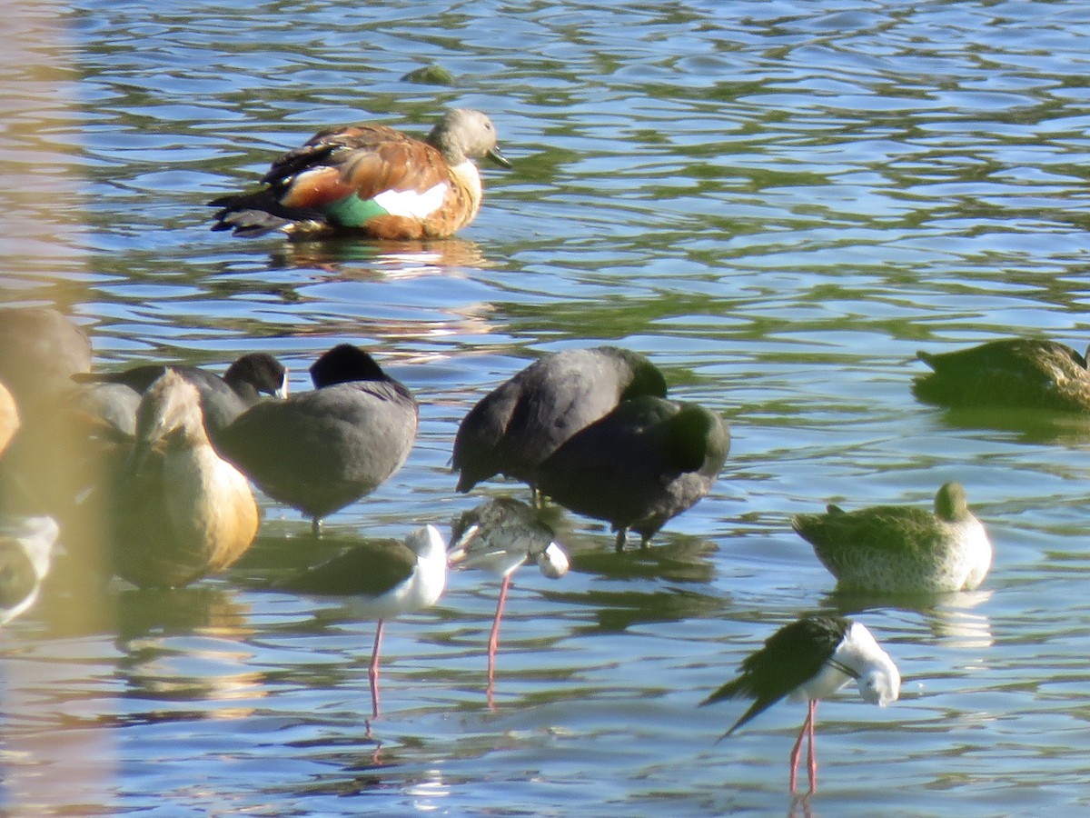 South African Shelduck - ML194322751