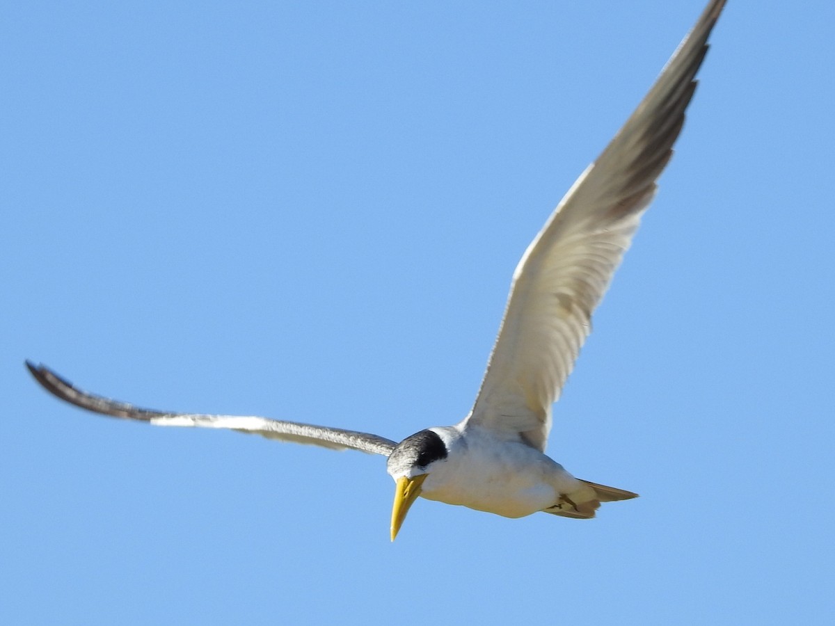 Large-billed Tern - Geronimo Toledo