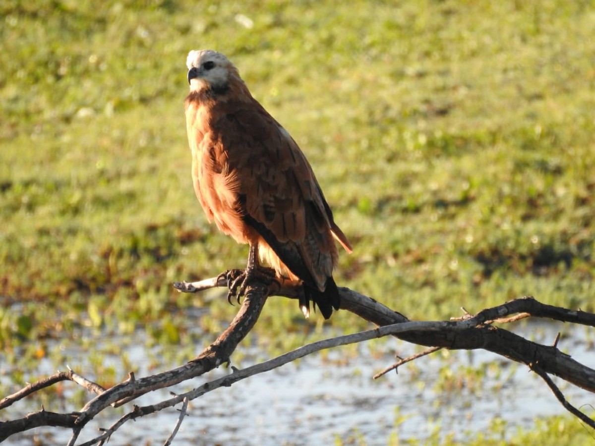 Black-collared Hawk - Geronimo Toledo