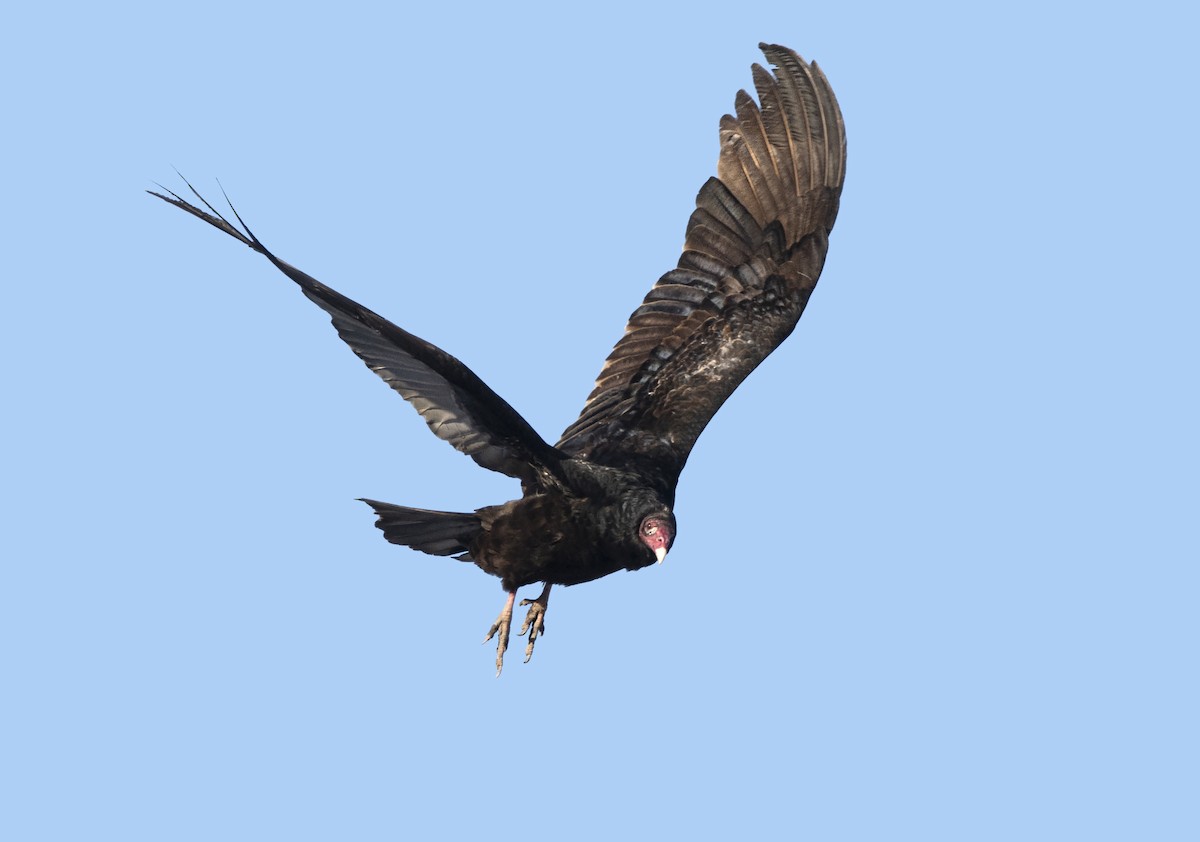 Turkey Vulture - Deborah Dohne