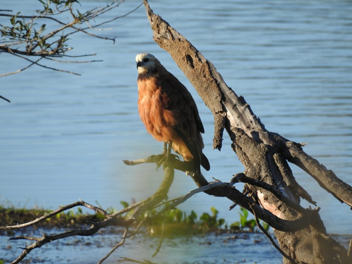 Black-collared Hawk - Geronimo Toledo