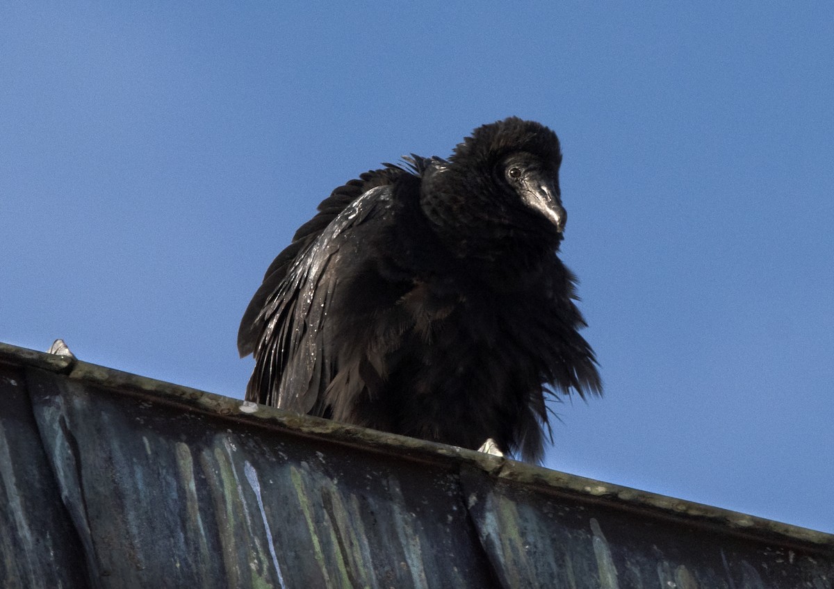 Black Vulture - Deborah Dohne