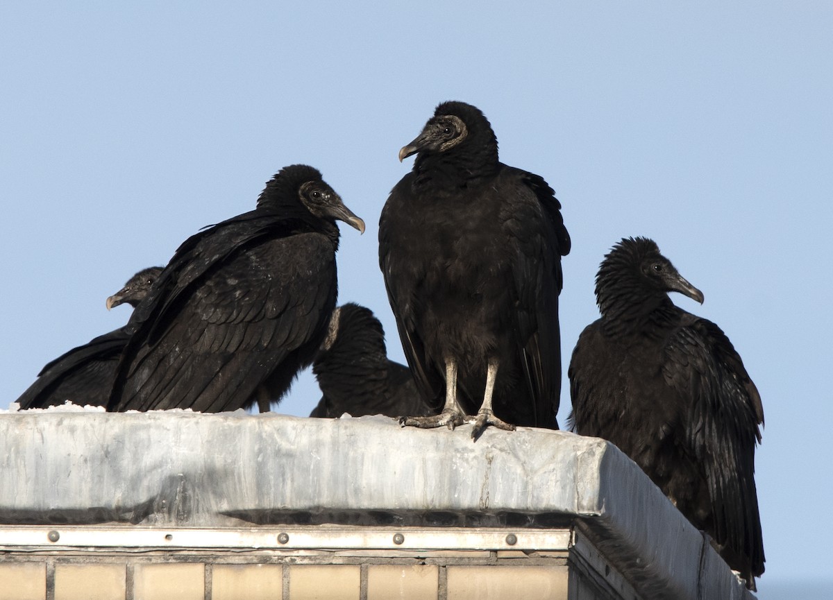 Black Vulture - Deborah Dohne