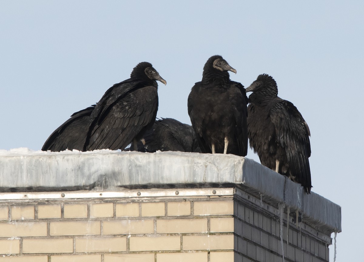 Black Vulture - Deborah Dohne