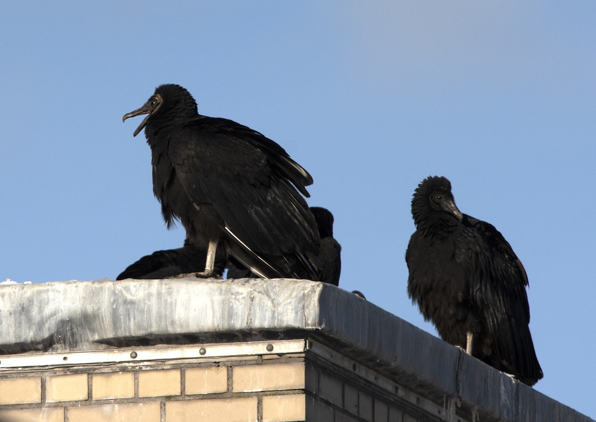 Black Vulture - Deborah Dohne