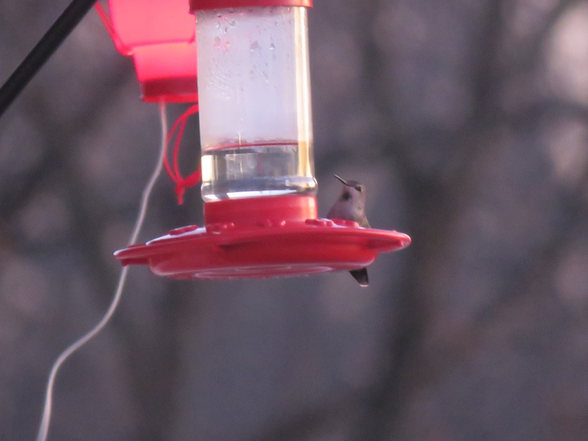 Anna's Hummingbird - ML194326491