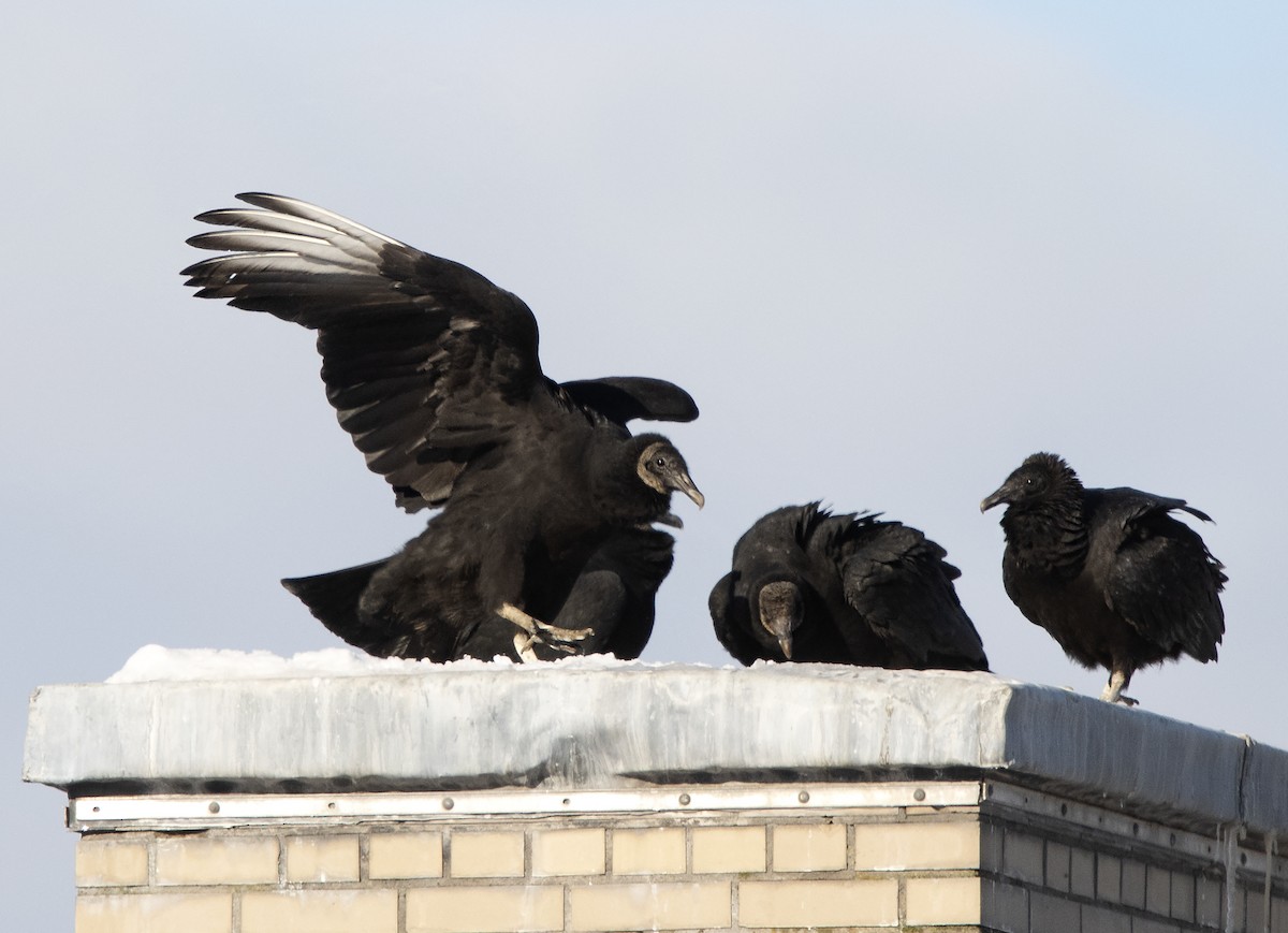 Black Vulture - ML194326501