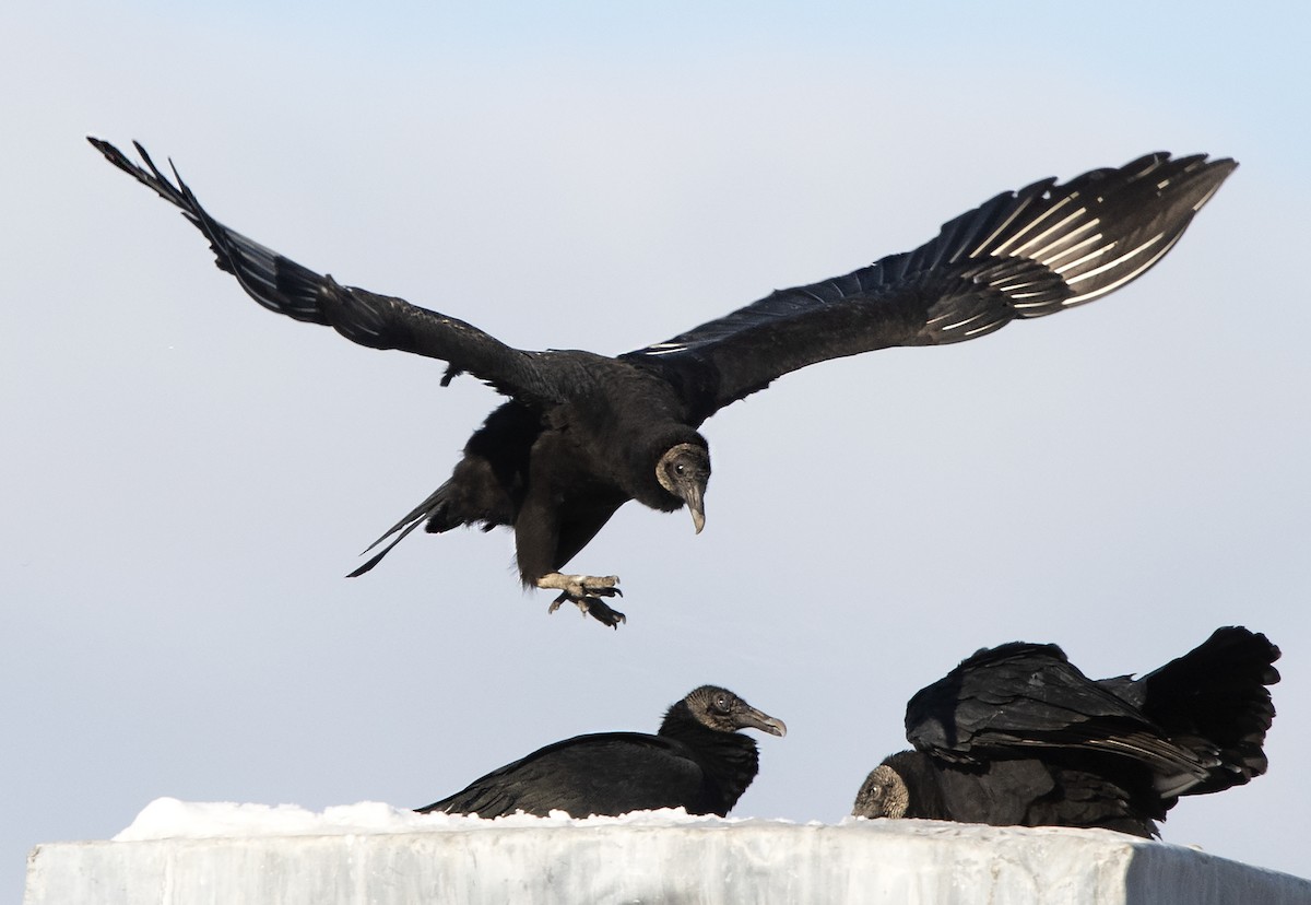 Black Vulture - ML194326511