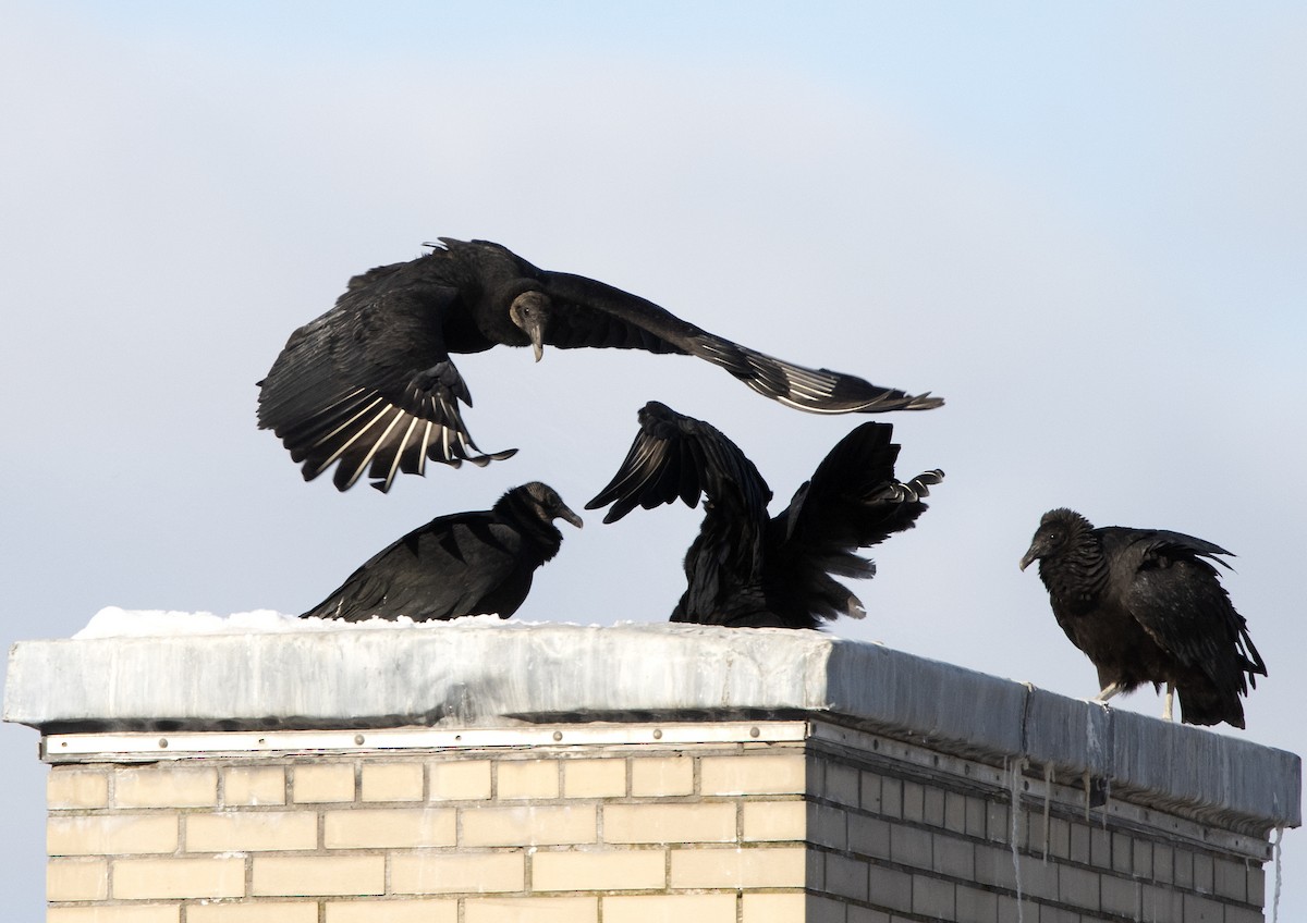 Black Vulture - ML194326531