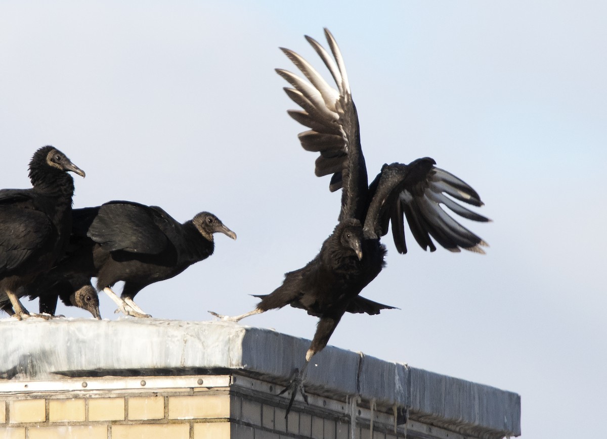 Black Vulture - Deborah Dohne