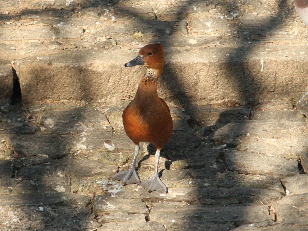 Fulvous Whistling-Duck - Florin Chirila