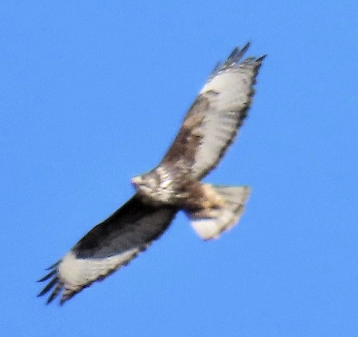 Red-tailed Hawk (Harlan's) - Diane Roberts