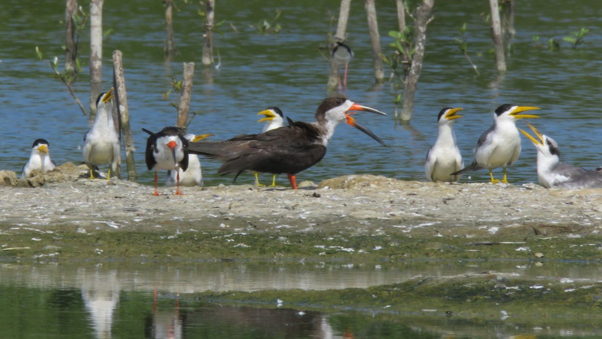 Black Skimmer - Jorge Alcalá