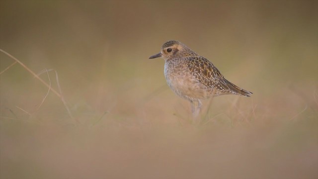 Бурокрылая ржанка - ML194328741
