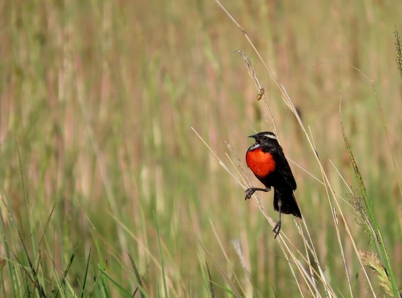 White-browed Meadowlark - ML194329071