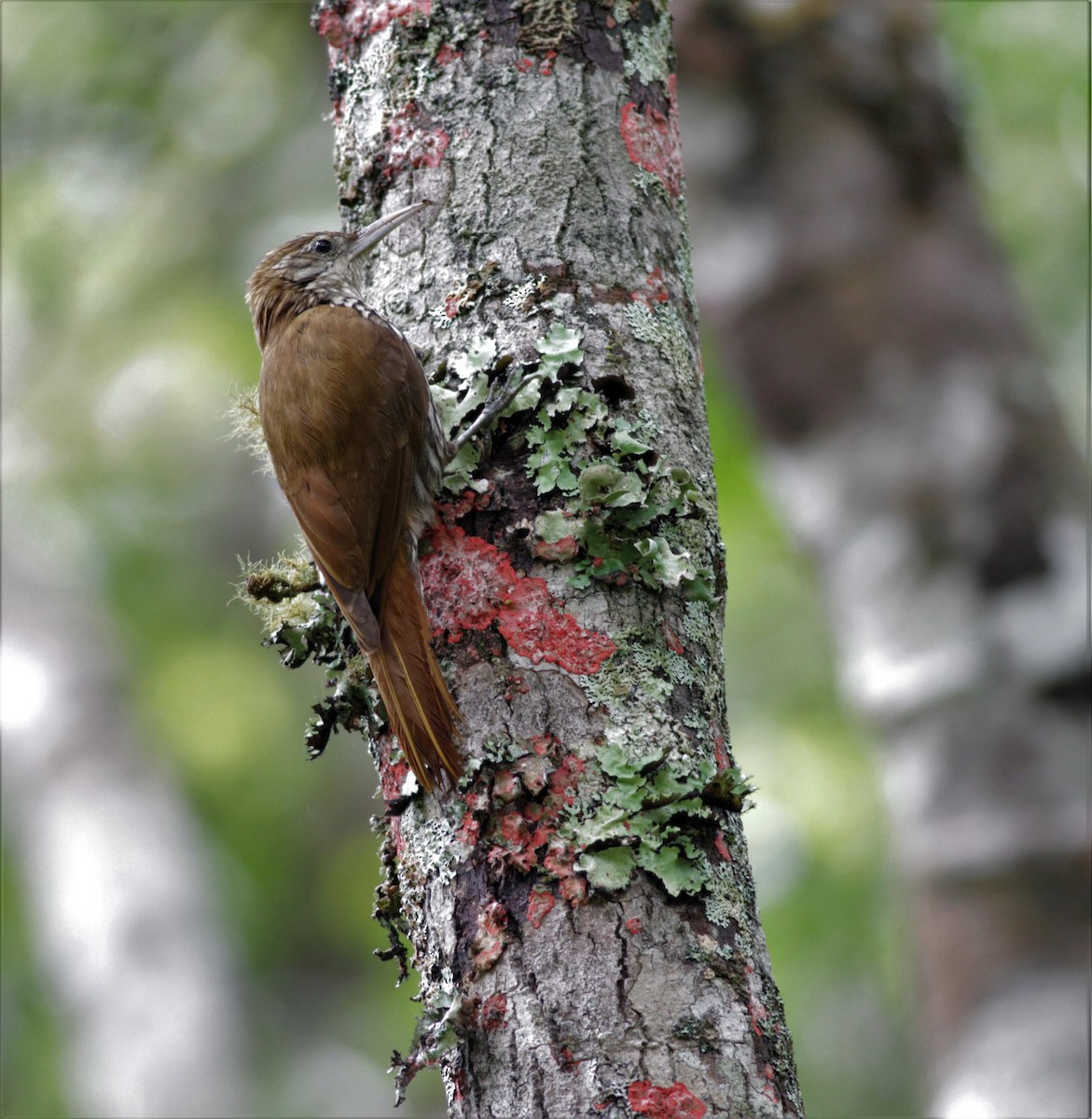 Scaled Woodcreeper - Oliver  Metcalf