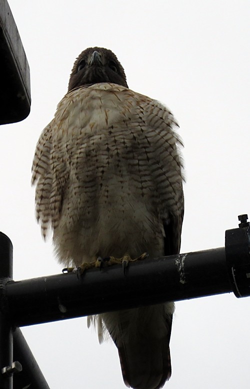 Red-tailed Hawk - Marlowe Kissinger