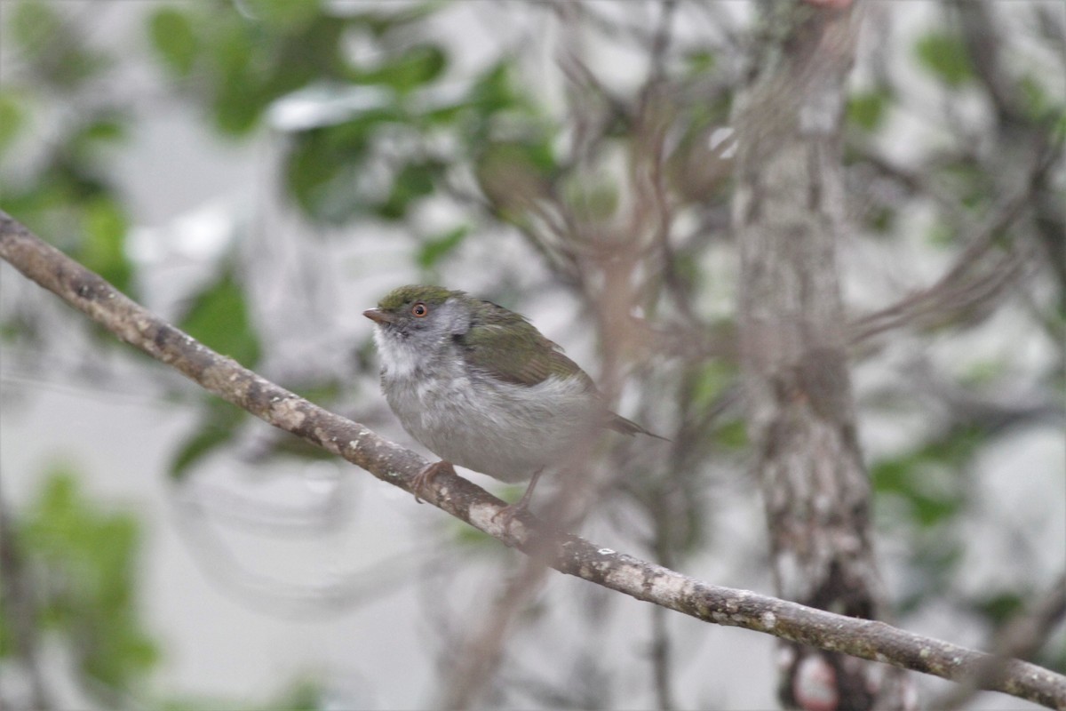 Pin-tailed Manakin - ML194330811