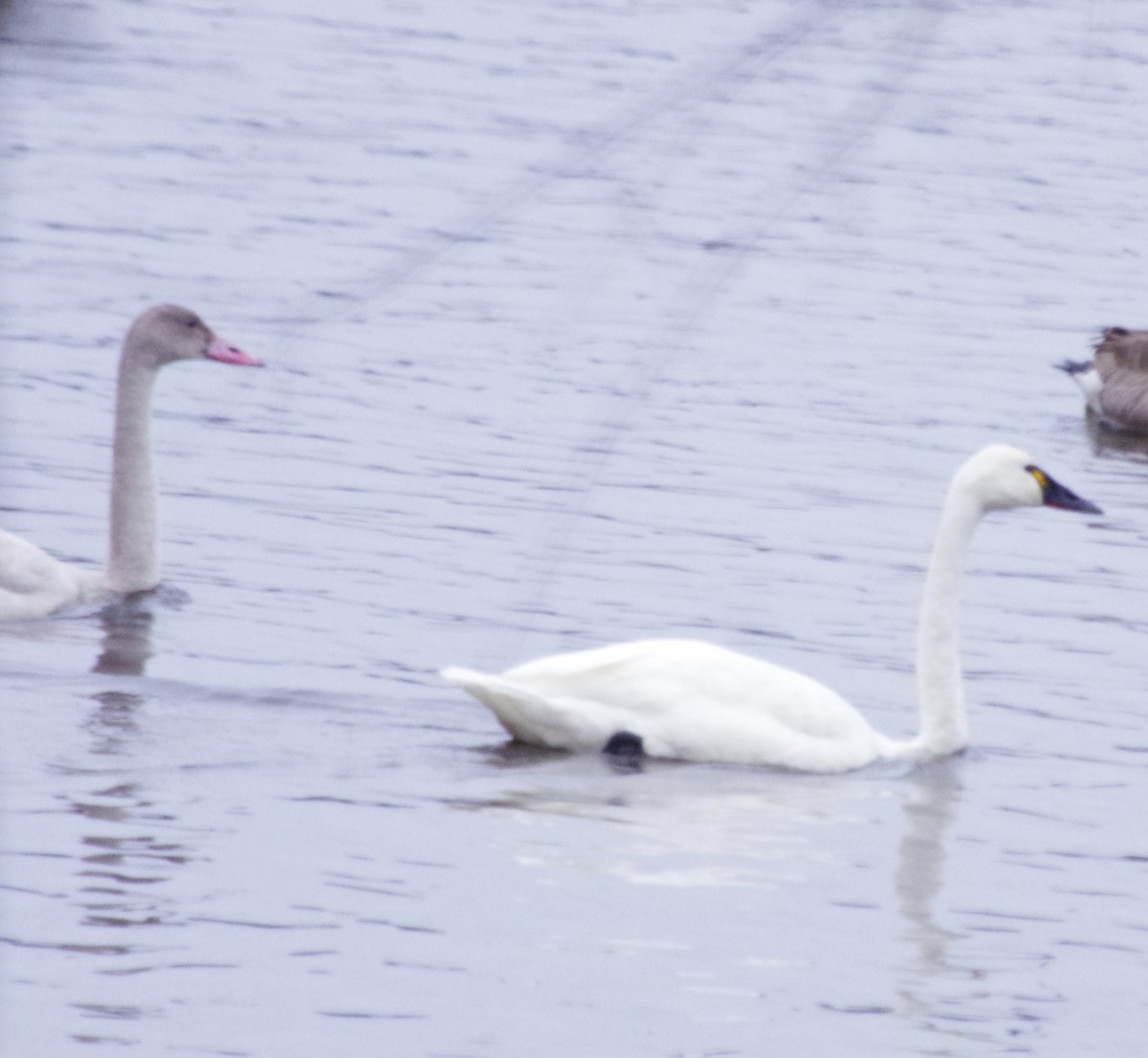 Tundra Swan (Whistling) - ML194331741