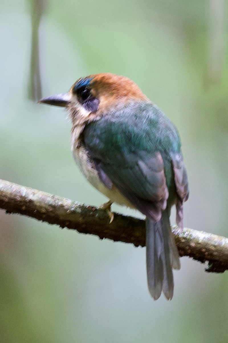 Tody Motmot - ML194332231