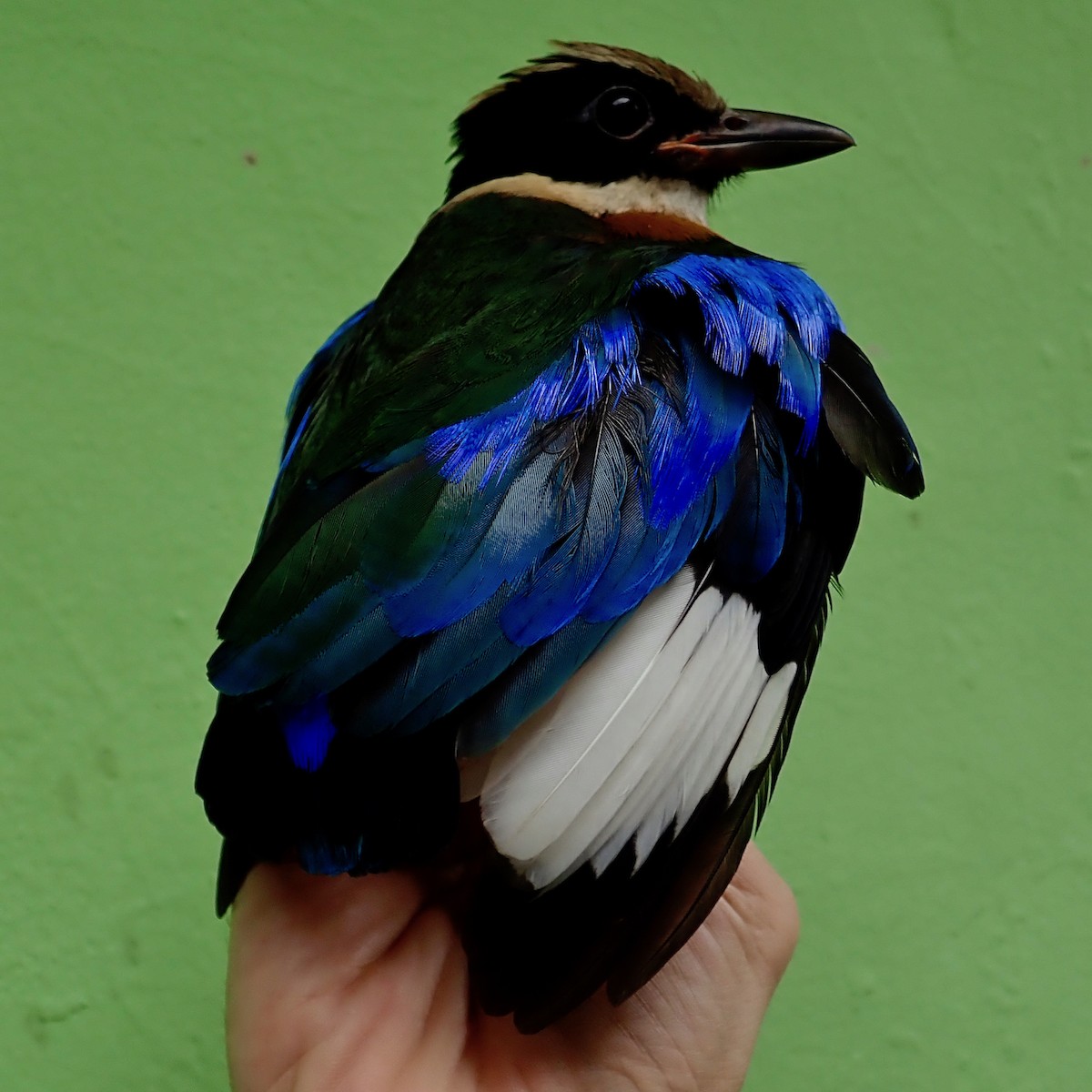 Blue-winged Pitta - ML194332931