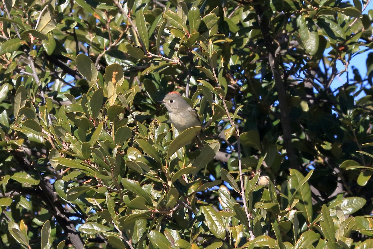 Ruby-crowned Kinglet - Lawrence Haller