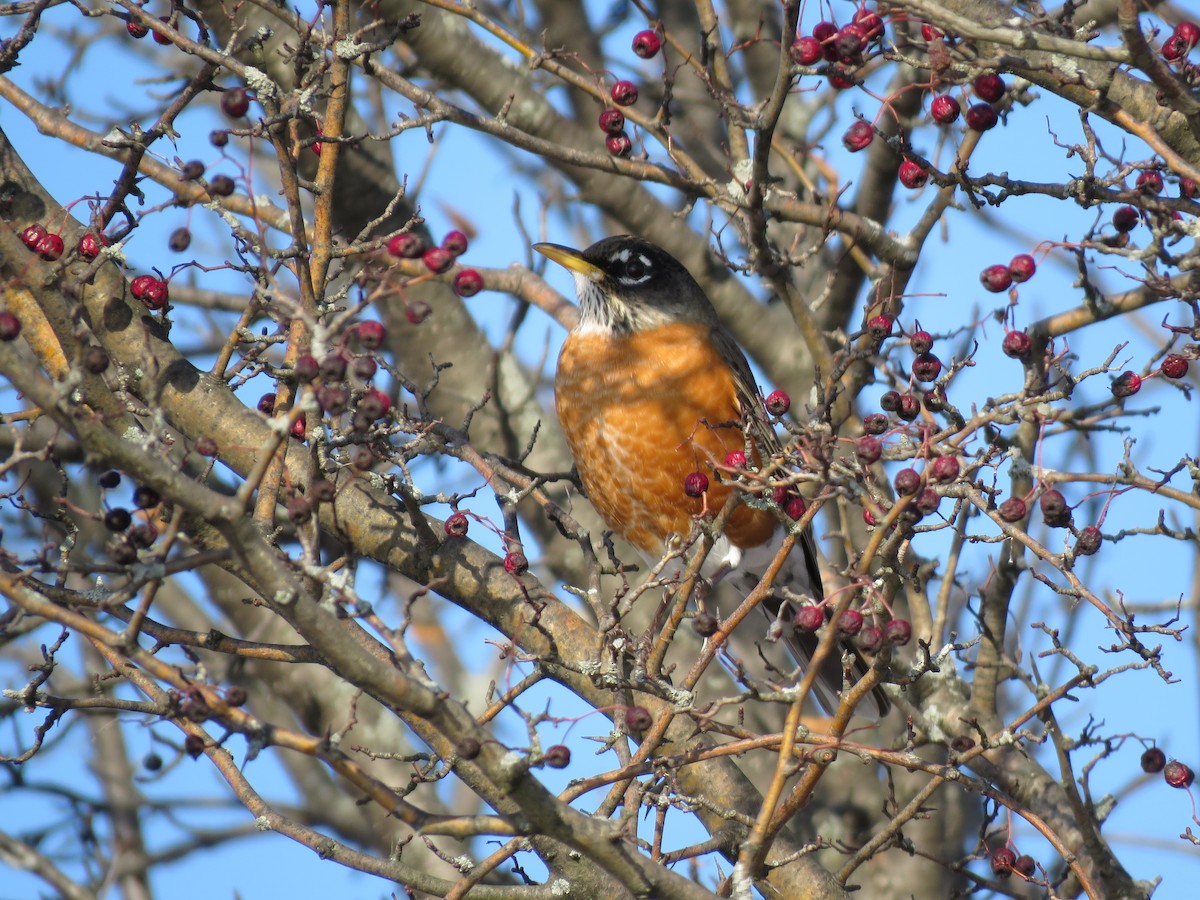 American Robin - ML194334741