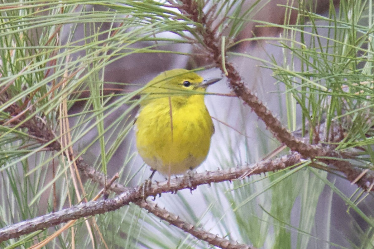 Pine Warbler - ML194335511