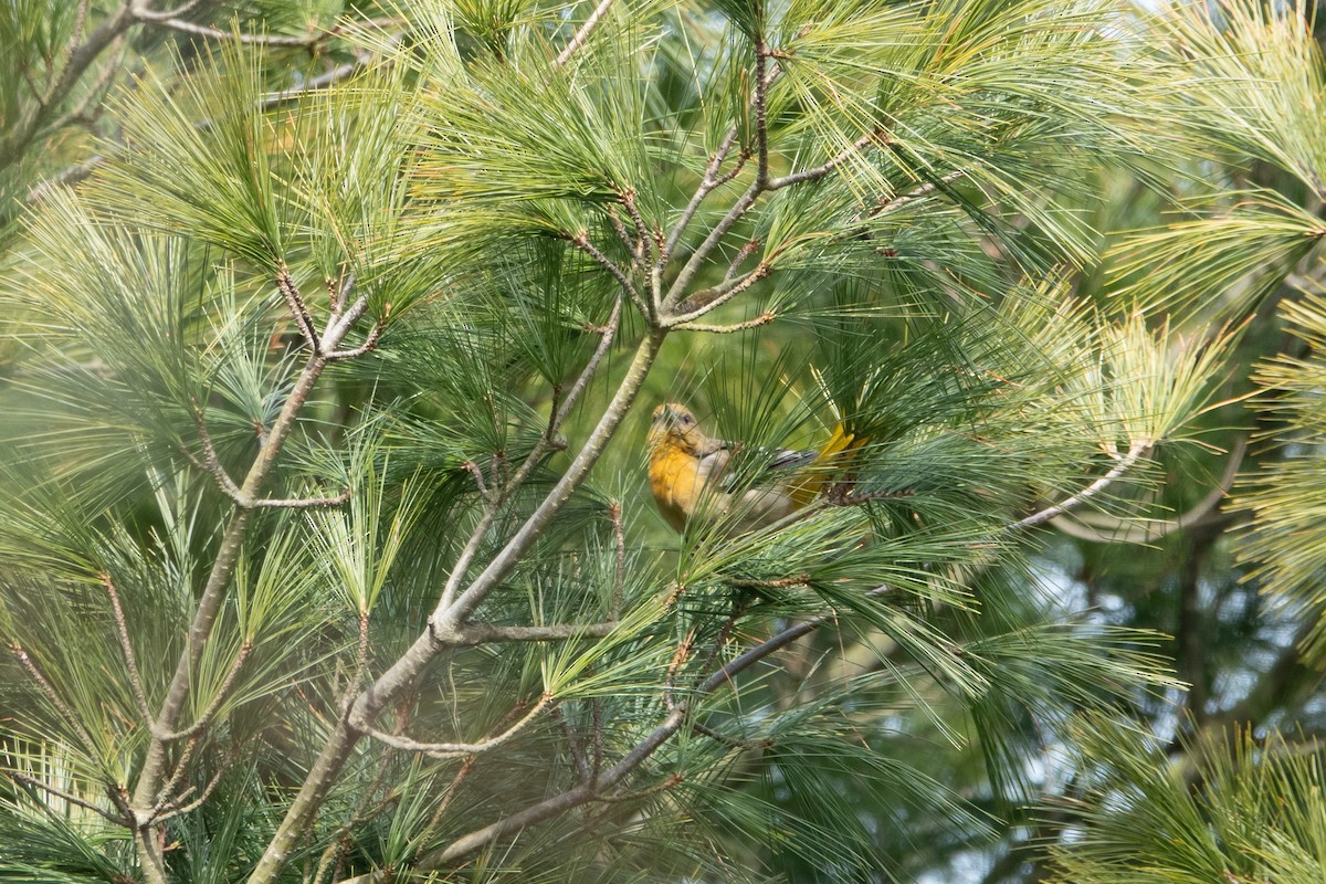 Baltimore Oriole - ML194336391