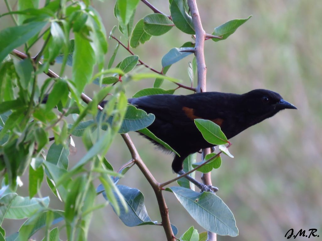 Variable Oriole - Julián Retamoza