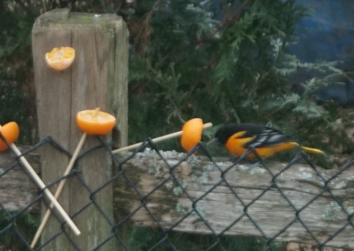 Baltimore Oriole - ML194336761