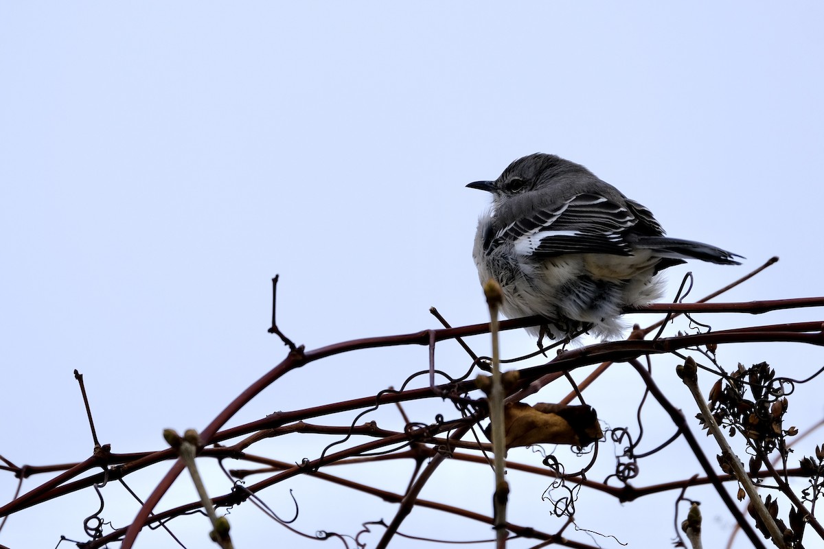 Northern Mockingbird - ML194337531