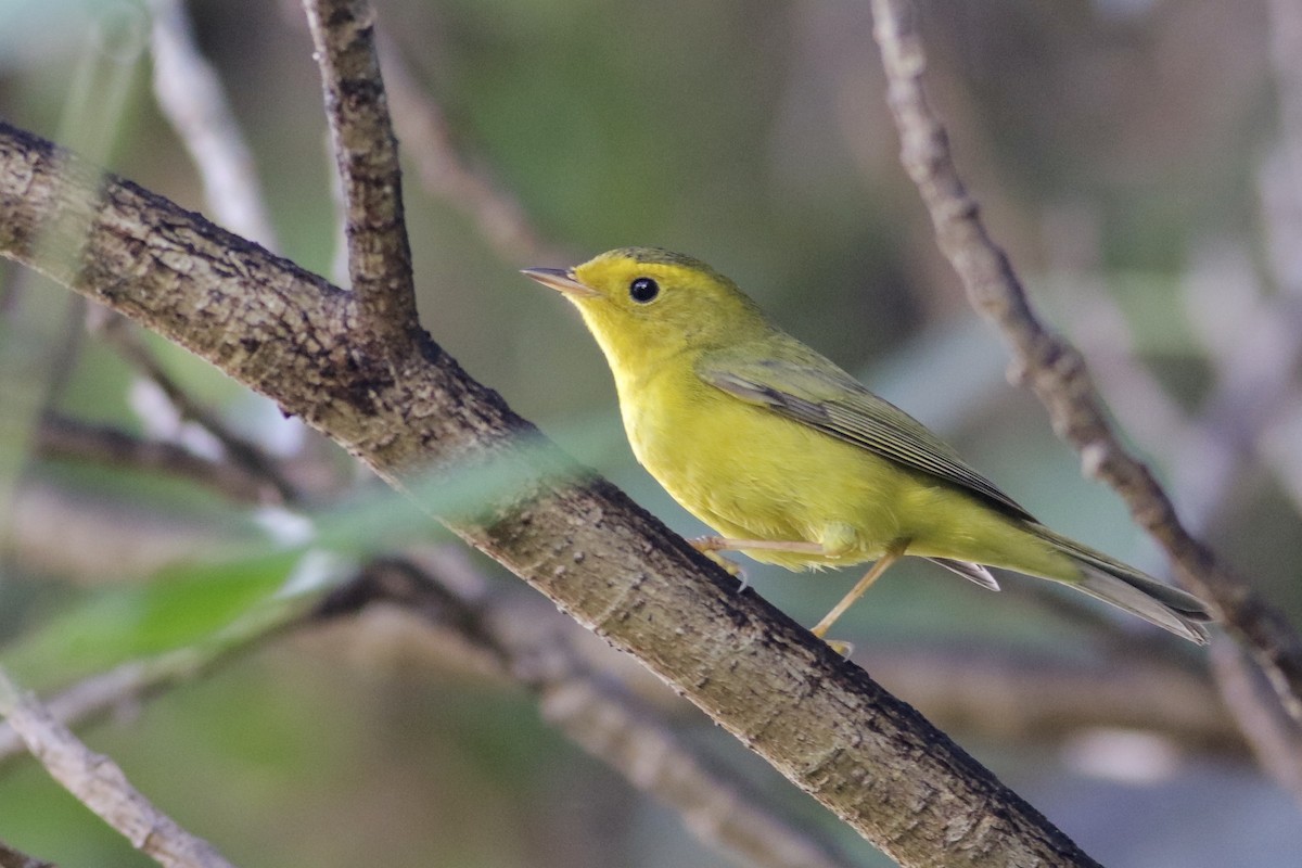Wilson's Warbler - ML194338141