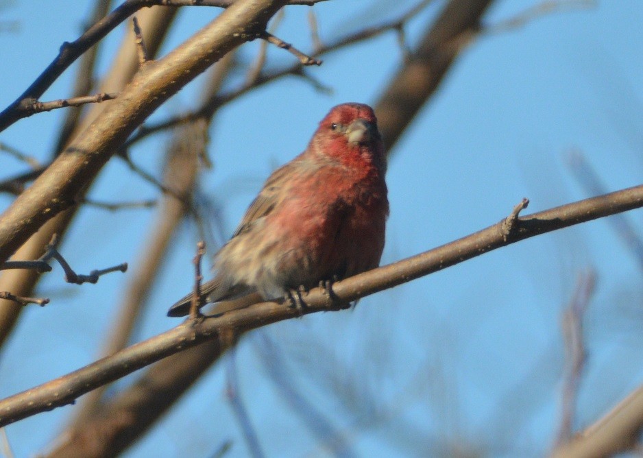 メキシコマシコ - ML194339761