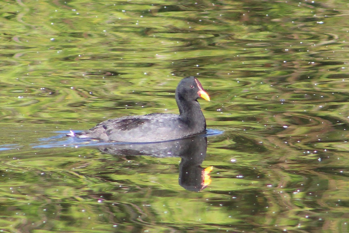 Red-fronted Coot - ML194340651