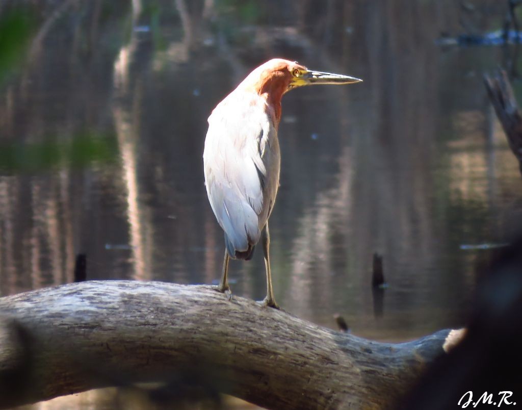 Rufescent Tiger-Heron - Julián Retamoza