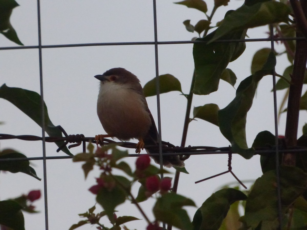 Jungle Prinia - ML194341691